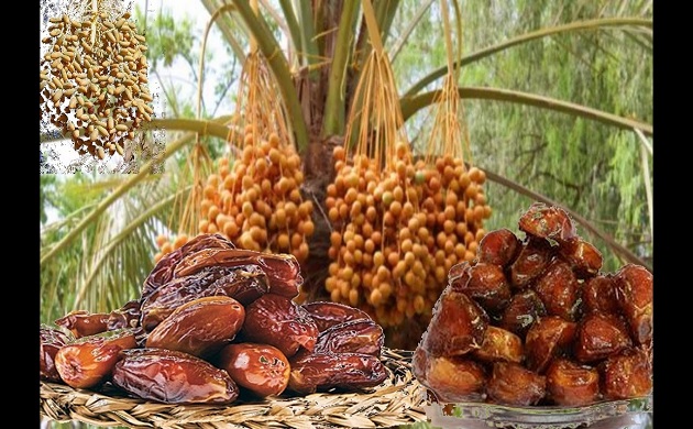 Tips For Dates Fruit Exporters